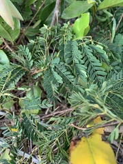 Senegalia kraussiana