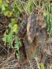 Senegalia kraussiana