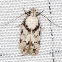 Pseudotelphusa palliderosacella