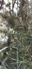 Grevillea australis
