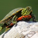 Western Painted Turtle - Photo (c) peterballin, some rights reserved (CC BY-NC)
