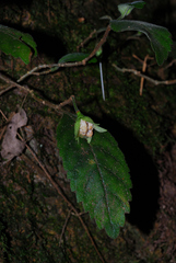 Fieldia australis