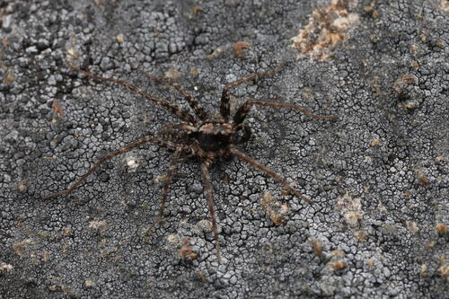 Pardosa albomaculata