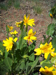 Wyethia arizonica
