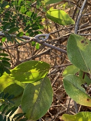 Artabotrys brachypetalus