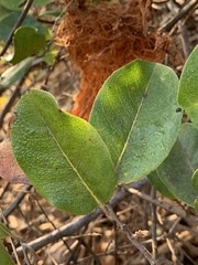 Artabotrys brachypetalus