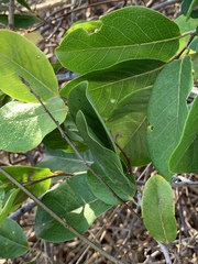 Artabotrys brachypetalus