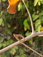 Artabotrys brachypetalus
