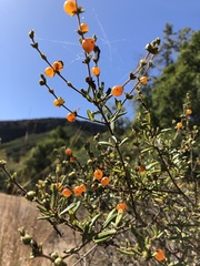 Lonicera subspicata subspicata