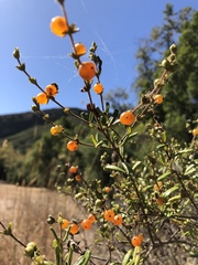 Lonicera subspicata subspicata