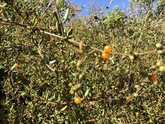 Lonicera subspicata subspicata