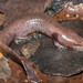 Necturus moleri - Photo (c) Saunders Drukker, μερικά δικαιώματα διατηρούνται (CC BY-NC), uploaded by Saunders Drukker