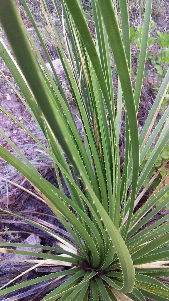 Dasylirion occidentalis