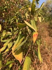 Vangueria lasiantha