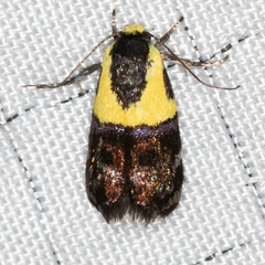 Rectiostoma xanthobasis