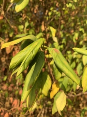 Vangueria lasiantha