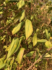 Vangueria lasiantha