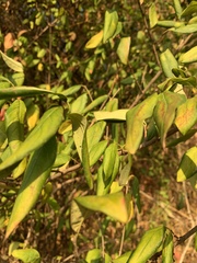 Vangueria lasiantha