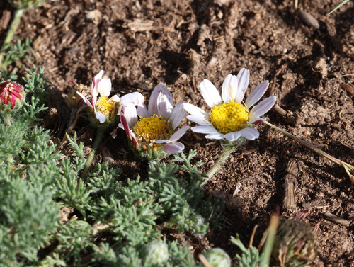 Anacyclus pyrethrum, photograph 4