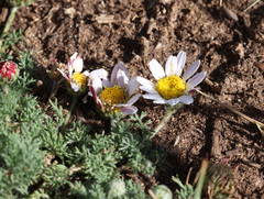 Anacyclus pyrethrum, photograph (c) Joey Bom, some rights reserved (CC BY)