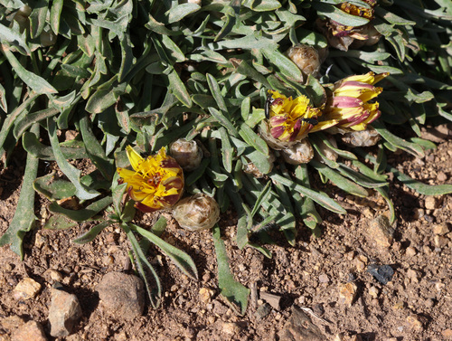 Catananche caespitosa, photograph 5