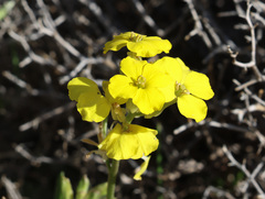 Joey Bom, CC BY, iNaturalist via GBIF Erysimum grandiflorum, photograph Joey Bom, CC BY, iNaturalist via GBIF