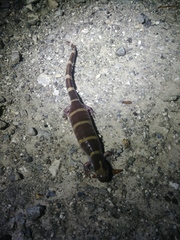Ambystoma annulatum