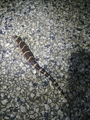 Ambystoma annulatum