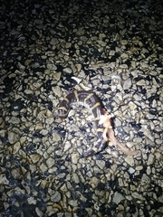 Ambystoma annulatum