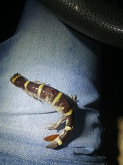 Ambystoma annulatum