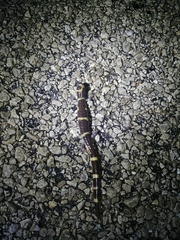 Ambystoma annulatum