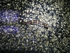 Ambystoma annulatum