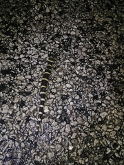 Ambystoma annulatum