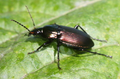 Poecilus