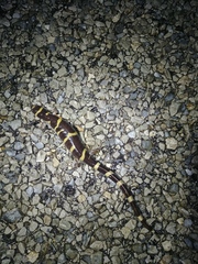 Ambystoma annulatum