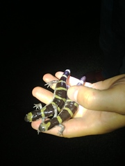Ambystoma annulatum