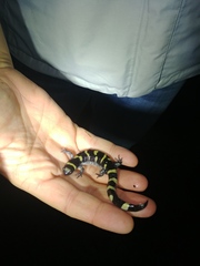 Ambystoma annulatum