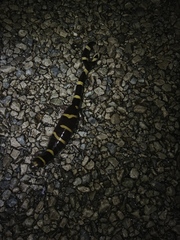 Ambystoma annulatum