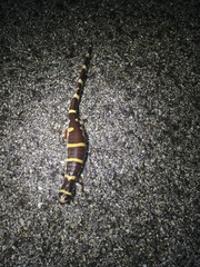 Ambystoma annulatum