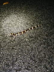 Ambystoma annulatum