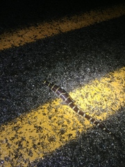 Ambystoma annulatum