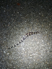 Ambystoma annulatum