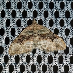 Xanthorhoe defensaria