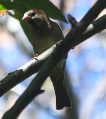 Passer domesticus