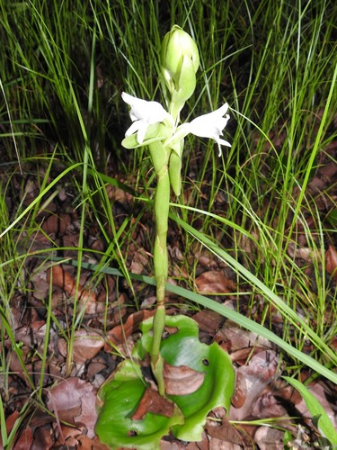 Satyrium kitimboense