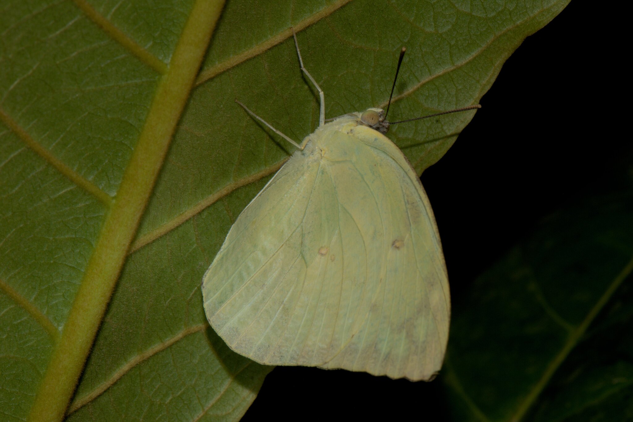 Lemon Emigrant