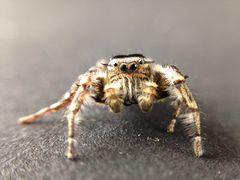 Phidippus comatus