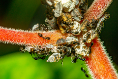 Maconellicoccus hirsutus