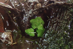 Cardamine breweri orbicularis