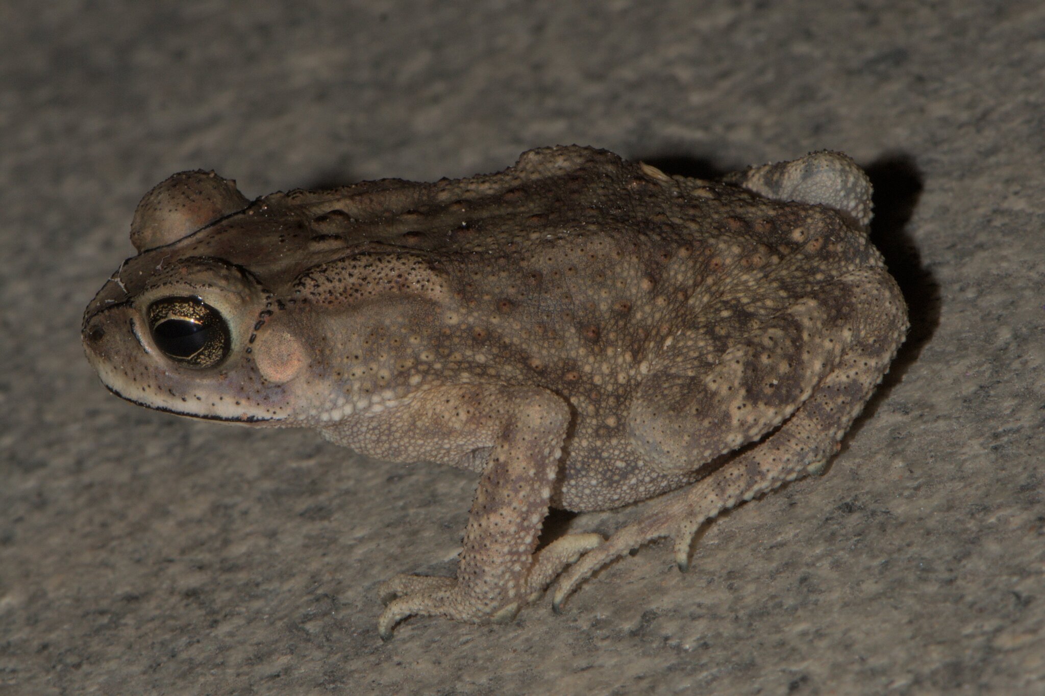 Indian Common True Toad